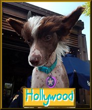 Hollywood - aka "Mr Wood" - Our first foster dog and puppy-mate of Sabastian